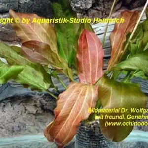 Begrenztes Angebot Echinodorus 'STADT ALTLANDSBERG'
