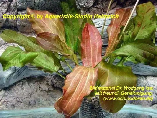 Begrenztes Angebot Echinodorus 'STADT ALTLANDSBERG'