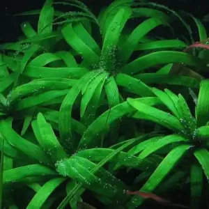 Geprüft Eichhornia diversifolia