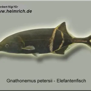 Elefanten-Rüsselfisch (Gnathonemus petersii) Jetzt Kaufen