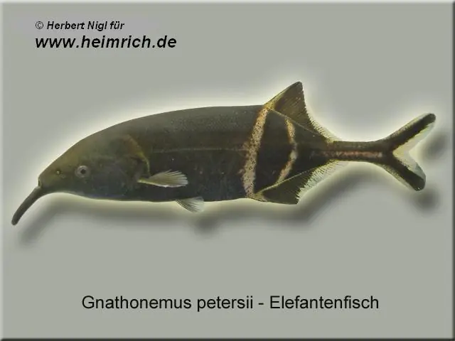 Elefanten-Rüsselfisch (Gnathonemus petersii) Jetzt Kaufen