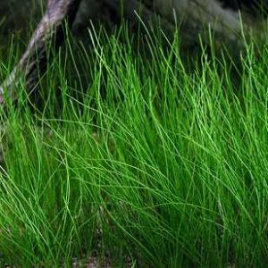 Eleocharis acicularis Neue Kollektion