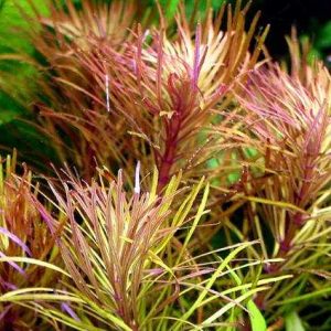 Eustralis spec. 'Adelaide River' Kracherpreis