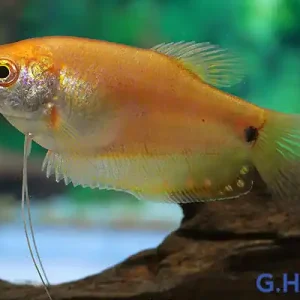 Fadenfisch GOLD, lg (Trichogaster trichopterus albino) Saisonangebot
