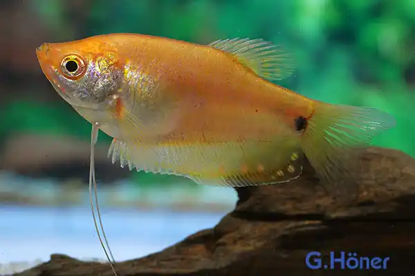 Fadenfisch GOLD, med (Trichogaster trichopterus albino) Expressversand