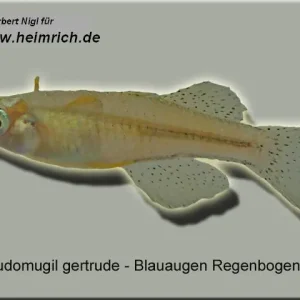 Neue Kollektion Gepunkteter Regenbogenfisch (Pseudomugil gertrudae)