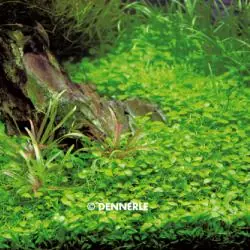 Neue Kollektion Glossostigma elantinoides, auf Netz 15x10cm (Neuseeland-Zwergkraut)