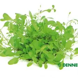 Solange Der Vorrat Reicht Glossostigma elantinoides (Neuseeland-Zwergkraut)