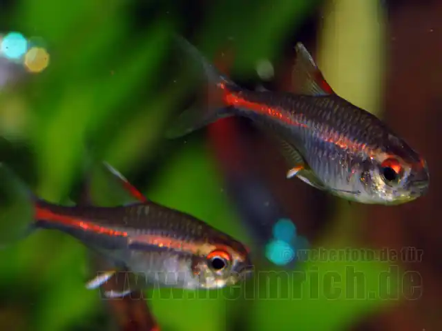 Neue Kollektion Glühlichtsalmler, 10 Stück large (Hemigrammus erythrozonus)