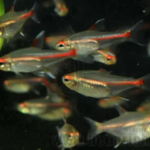 Finale Aktion Glühlichtsalmler, 50 Stück SHOW (Hemigrammus erythrozonus)