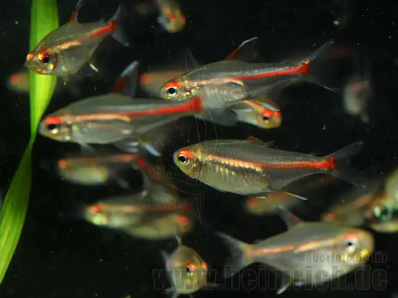 Finale Aktion Glühlichtsalmler, 50 Stück SHOW (Hemigrammus erythrozonus)