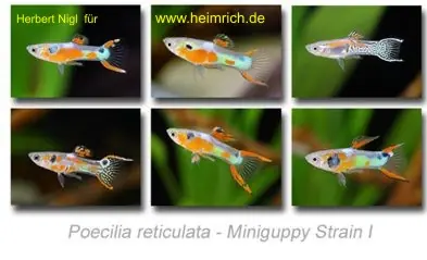 Guppy, Endler Miniguppy Strain 1 (gem. Farbvarianten) Kracherpreis
