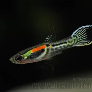 Guppy, Endler Yellow small (Poecilia wingei) Finale Aktion