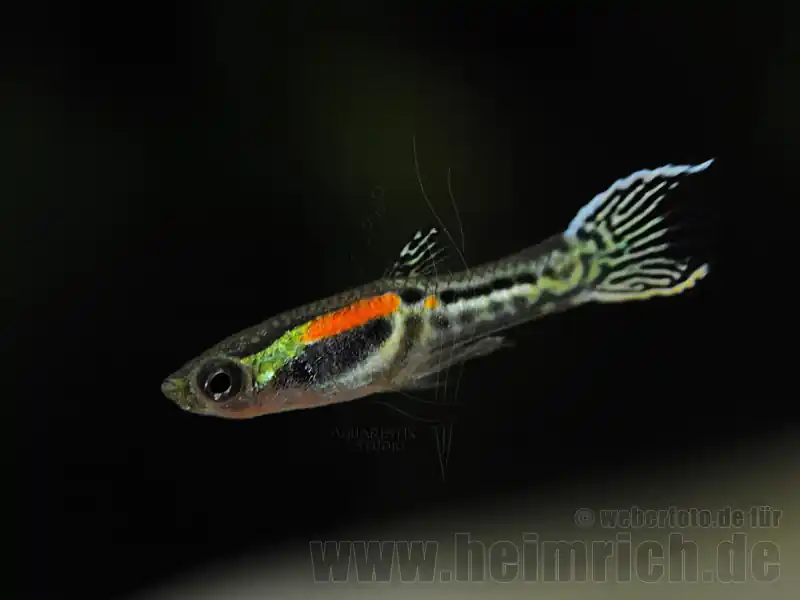 Guppy, Endler Yellow small (Poecilia wingei) Finale Aktion