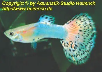 Letzte Chance Guppy, Farbschlag Aquamarin Glastail