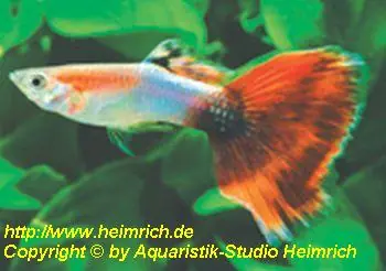 Knallerangebot Guppy, Farbschlag Aquamarin Red Tail