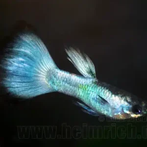 Guppy, Farbschlag BLUE PLATIN Sofort Bestellen