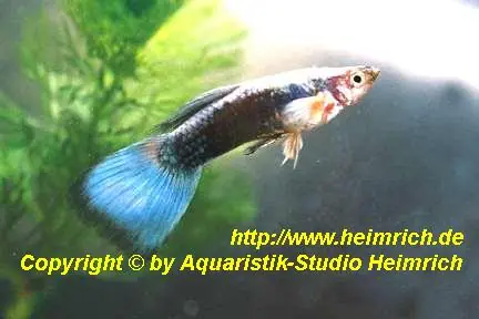 Schneller Versand Guppy, Farbschlag Blue Tail