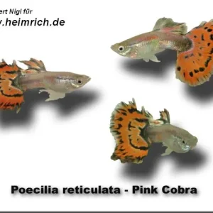 Guppy, Farbschlag Cobra Pink Neue Kollektion