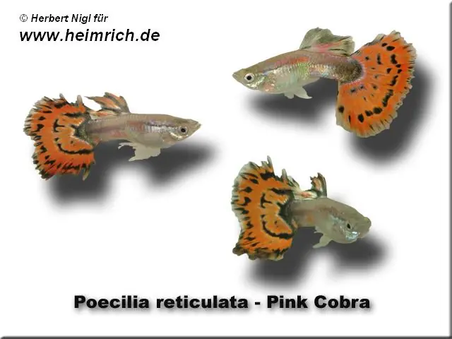 Guppy, Farbschlag Cobra Pink Neue Kollektion