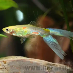 Wochenendangebot Guppy, Farbschlag Doppelschwert