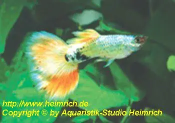 Guppy, Farbschlag Emerald Sun Mosaik Knallerangebot