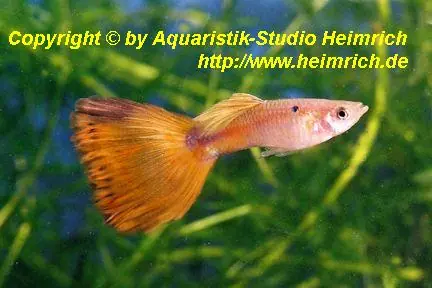Guppy, Farbschlag Kupferschwanz Sale