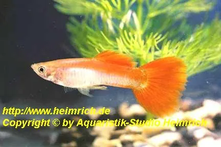 Markenprodukt Guppy, Farbschlag Orange gestromt