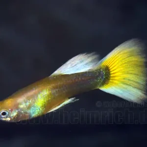 Guppy, Farbschlag Yellow_Suncliff Bestseller