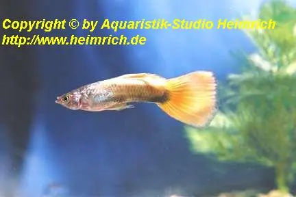Guppy, Farbschlag Yellowtail Sichere Zahlung