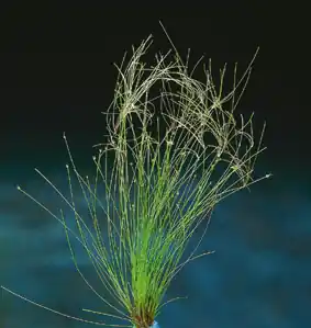 Bestseller Heleocharis xingu (Große Nadelsimse)