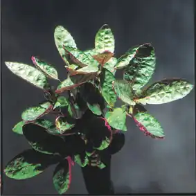 Hemigraphis colorata (Buntes Noppenblatt) Preisreduziert