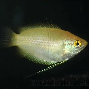 Expressversand Honiggurami GOLD, lg (Colisa chuna GOLD)