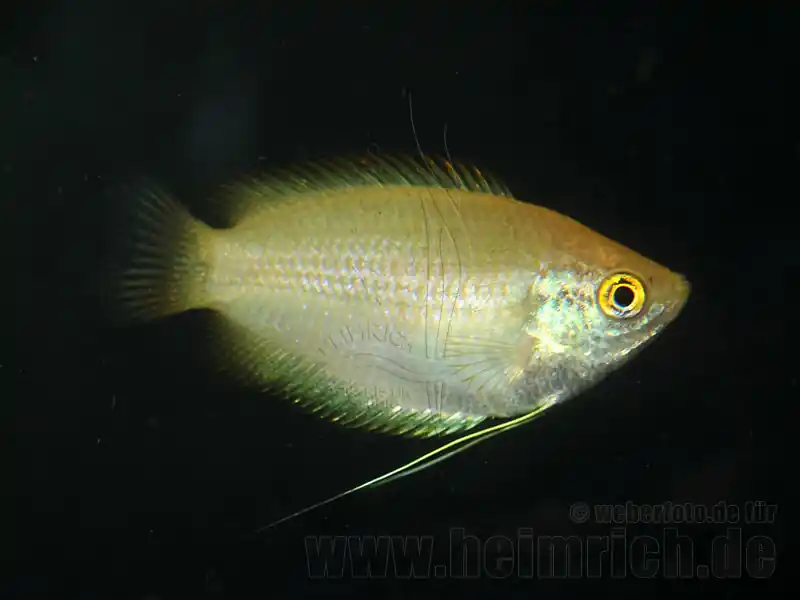 Expressversand Honiggurami GOLD, lg (Colisa chuna GOLD)