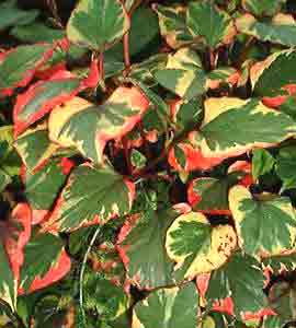 Meistverkauft Houttuynia cordata (Herzblättriger Eidechsenschwanz)