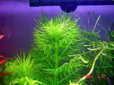 Hygrophila balsamica (Wasserfreund, spec. balsamica) Begrenztes Angebot