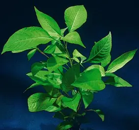 Hygrophila corymbosa (Breitblättriger Riesenwasserfreund) Preisreduziert