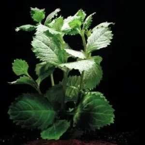 Hygrophila difformis (Indischer Wasserstern emers (Indischer Was Neuheit