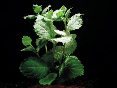 Hygrophila difformis (Indischer Wasserstern emers (Indischer Was Neuheit
