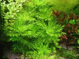Schnäppchen Hygrophila difformis, submers (Indischer Wasserstern)