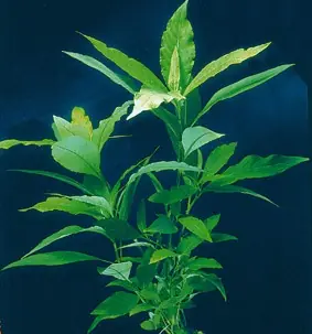 Hygrophila guyanensis (Südamerikanischer Wasserfreund) Top-Angebot