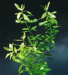 Hygrophila polysperma 'Breit' Echt