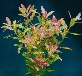 Neue Kollektion Hygrophila polysperma rosanervis (Bunter Indischer Wasserfreund)