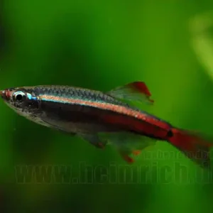 Kardinalfisch, lg Schleier (Tanichthys albonubes) Top-Seller