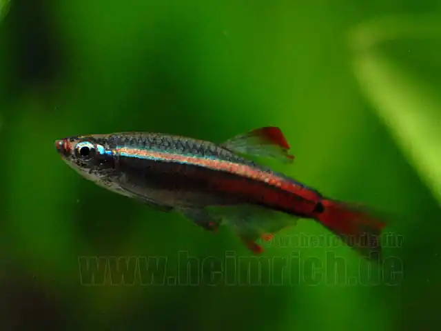 Kardinalfisch, lg Schleier (Tanichthys albonubes) Top-Seller