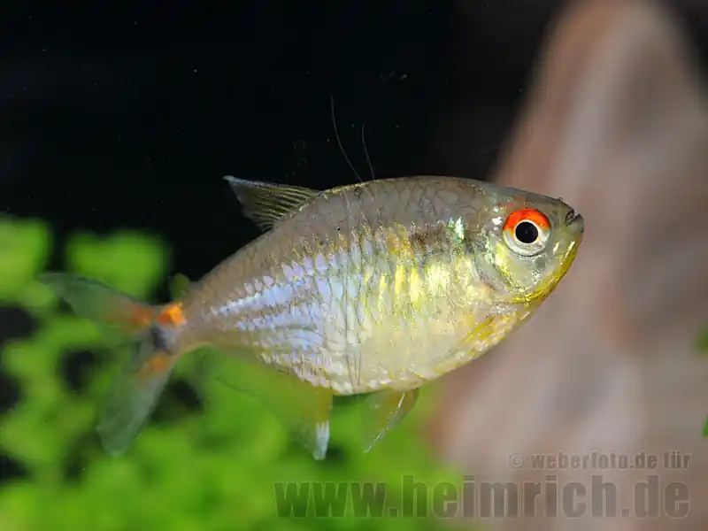 Preisknaller Karfunkelsalmler, 10 Stück large (Hemigrammus pulcher)