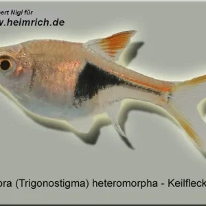 Angebot Keilfleckbarbe, lg (Rasbora heteromorpha)
