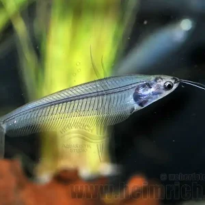 Markenware Kryptopterus minor, lg. 10 Stück (Indischer Glaswels)