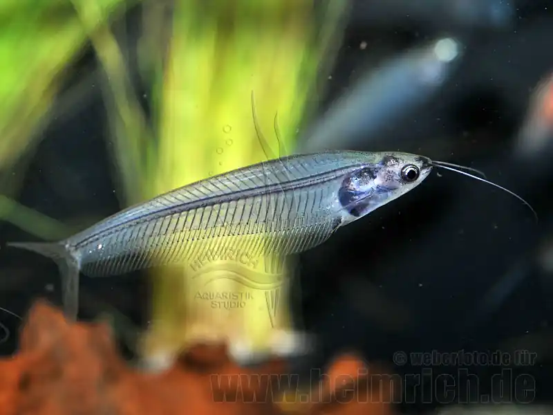 Markenware Kryptopterus minor, lg. 10 Stück (Indischer Glaswels)