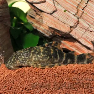 Preisreduziert L015 Zierbinden-Zwergschilderwels (Peckoltia vittata)